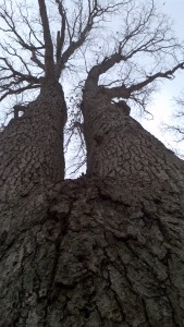 twotrunktree